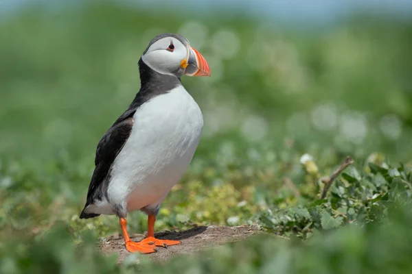 Puffin-a Farne-szigetek — Stock Fotó