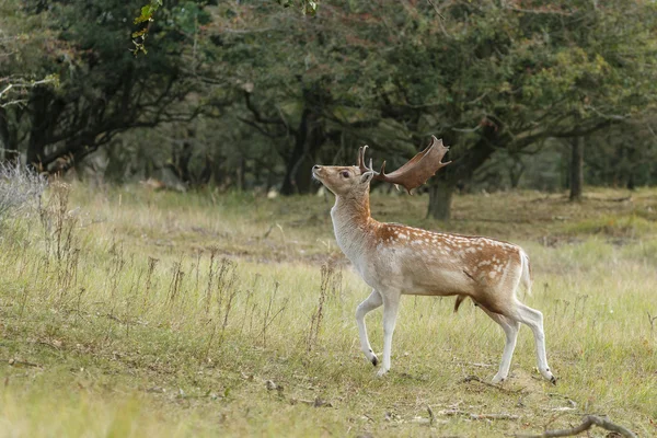 Damwild während der Brunftzeit — Stockfoto