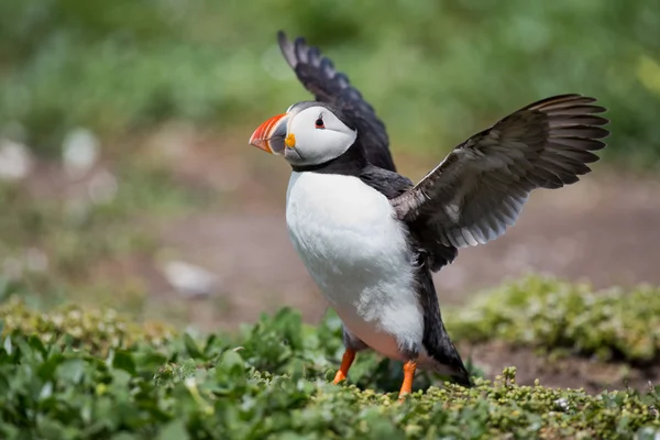 Puffin на Farne острови — стокове фото