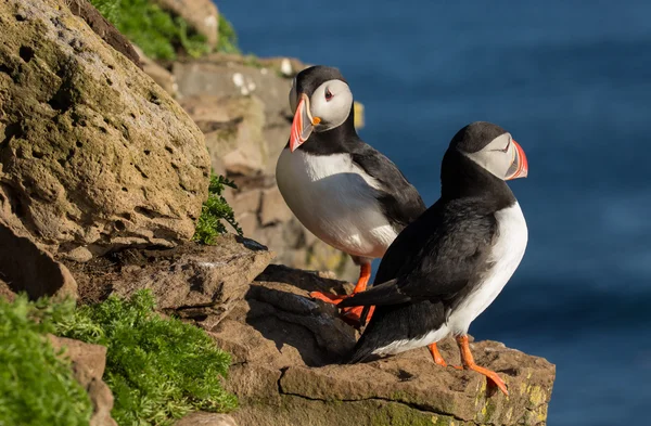 Papegaaiduikers op de rotsen bij latrabjarg — Stockfoto