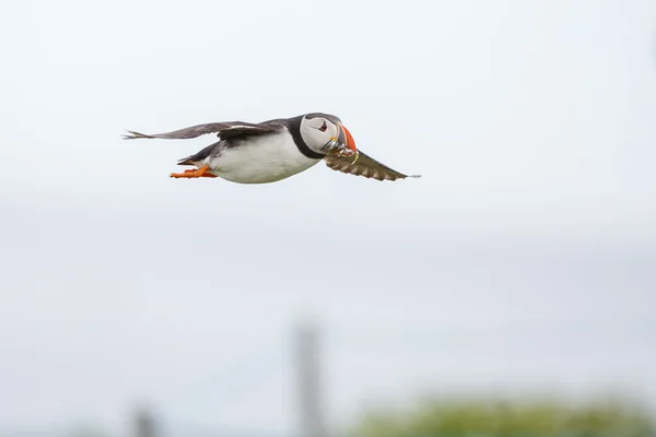 Puffin bird in flight — Stockfoto