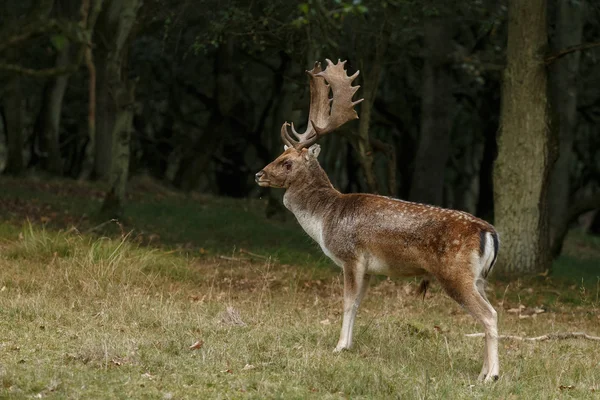 Rutting 시즌 동안 경작 사슴 — 스톡 사진