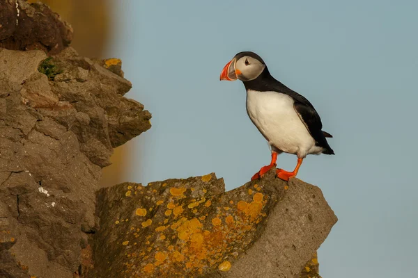 Puffin nas Ilhas Farne — Fotografia de Stock