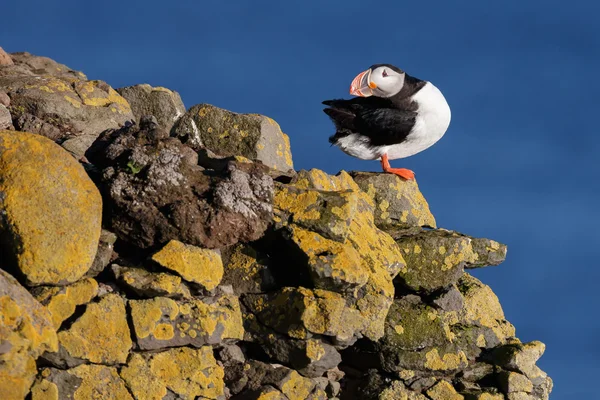 Puffin en las Islas Farne —  Fotos de Stock