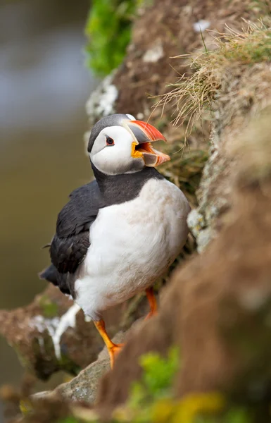 Papageitaucher auf den Farne-Inseln — Stockfoto