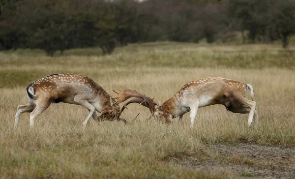 Damwild bekämpft — Stockfoto