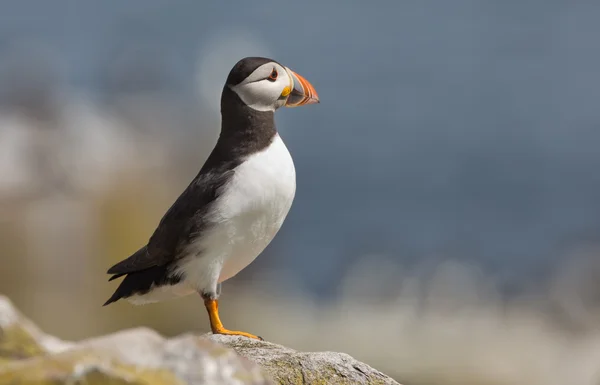 Papegaaiduiker op de Farne-eilanden — Stockfoto