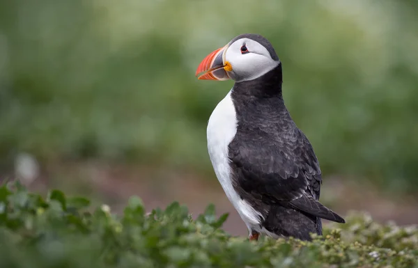 Puffin   at the Farne Islands — Stock Photo, Image