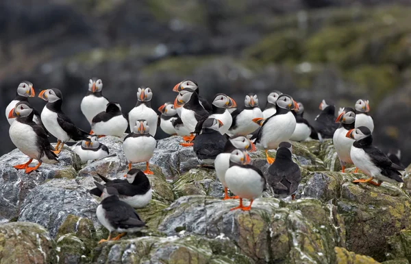 Group of puffins on a rock — Stock fotografie