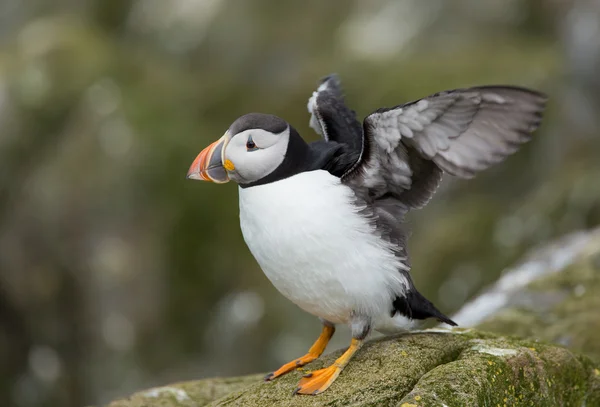 Puffin на Farne острови — стокове фото