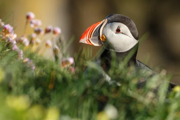 Puffin   at the Farne Islands — Stockfoto