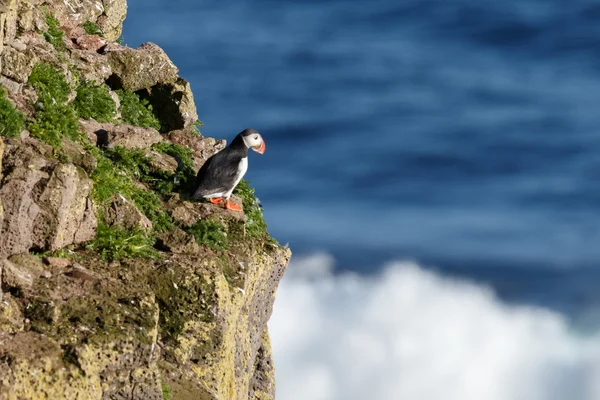 Puffin   at the Farne Islands — Stock fotografie
