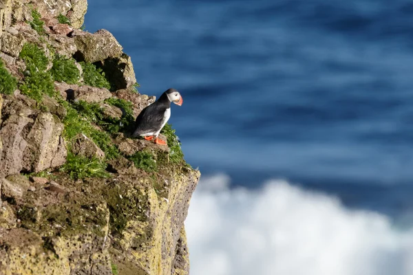 Puffin на Farne острови — стокове фото