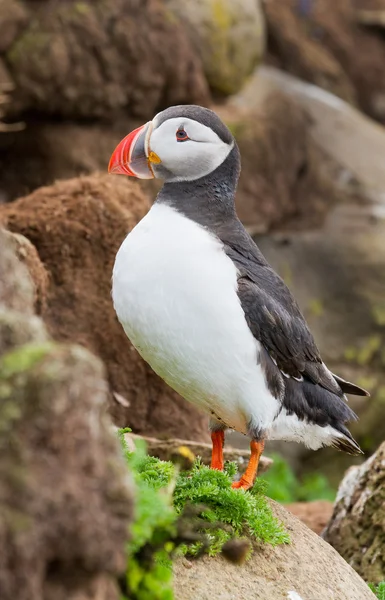 Puffin wysp Farne — Zdjęcie stockowe