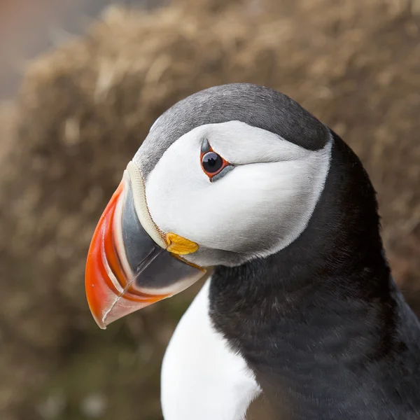 Papegaaiduiker op de Farne-eilanden — Stockfoto
