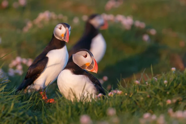 Puffins on the rocks at latrabjarg — Stock Photo, Image