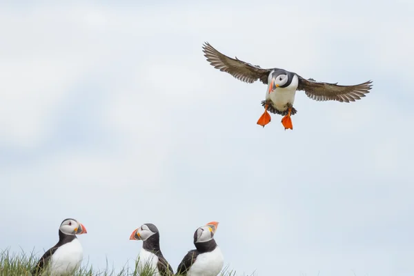 Grupo de puffins em uma rocha — Fotografia de Stock