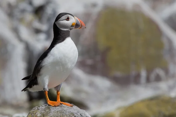 Puffin-a Farne-szigetek — Stock Fotó