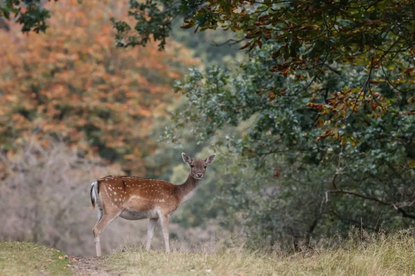 Κατά τη διάρκεια της rutting εποχής Δάμα/Πλατώνι — Φωτογραφία Αρχείου