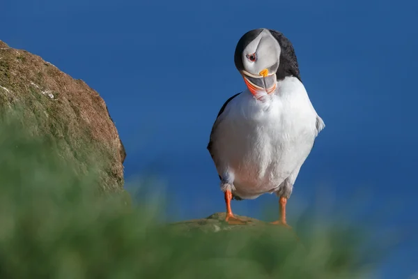 Puffin-a Farne-szigetek — Stock Fotó