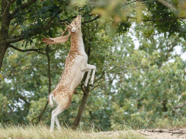 Veado raso durante a época de rutting — Fotografia de Stock