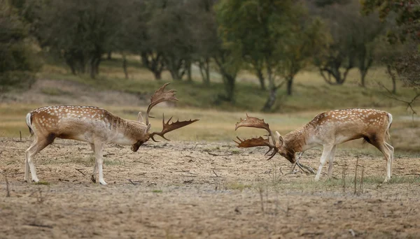 Fallow deer fighting — Φωτογραφία Αρχείου