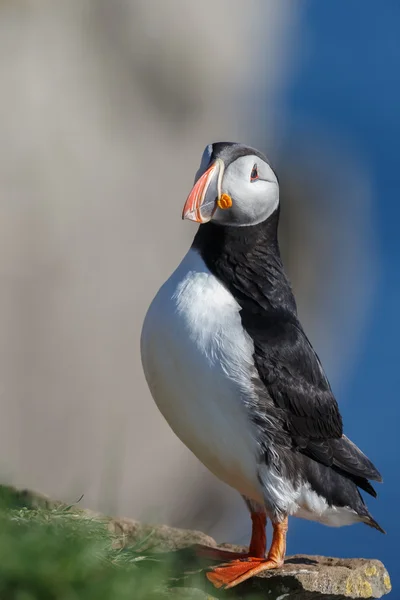 Puffin на Farne острови — стокове фото