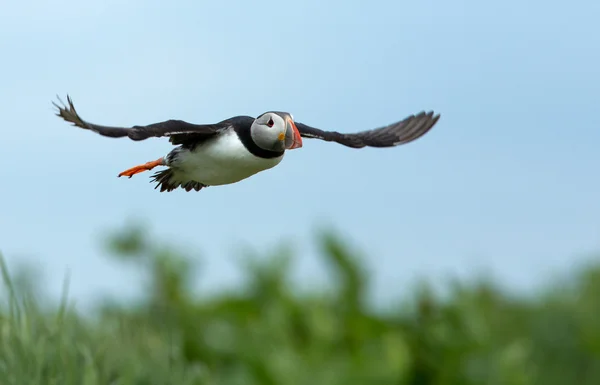 Pássaro Puffin em voo — Fotografia de Stock