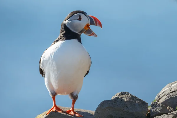 Puffin на Farne острови — стокове фото