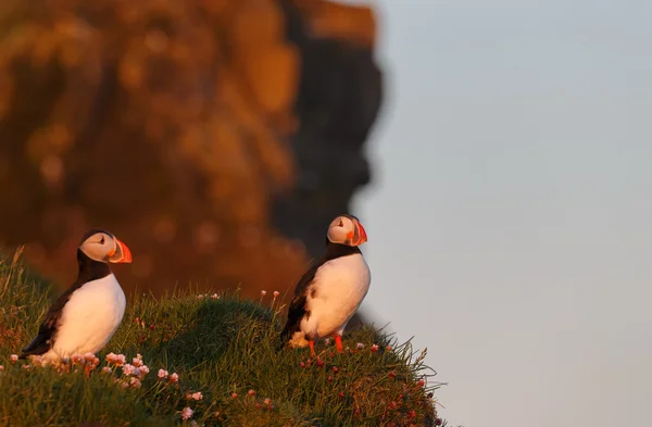 Puffin на Farne острови — стокове фото