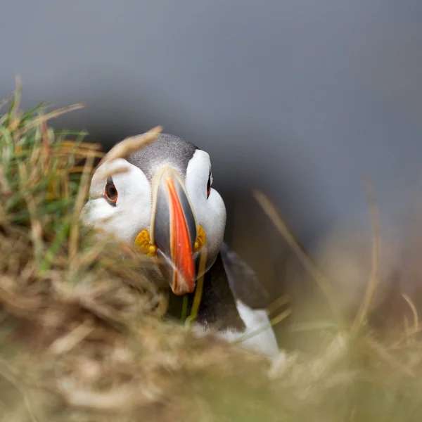 Puffin   at the Farne Islands — Φωτογραφία Αρχείου