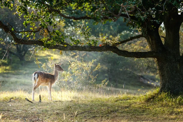 Κατά τη διάρκεια της rutting εποχής Δάμα/Πλατώνι — Φωτογραφία Αρχείου