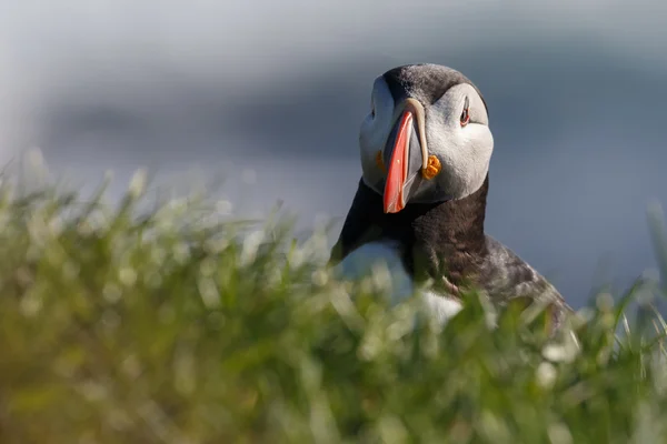 Puffin nas Ilhas Farne — Fotografia de Stock