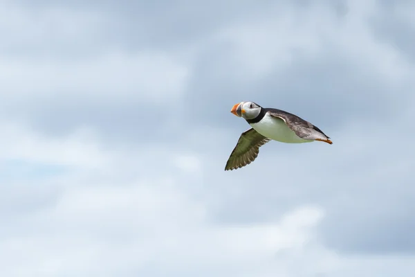 Pássaro Puffin em voo — Fotografia de Stock