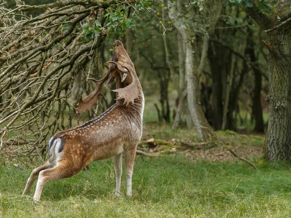 Veado raso durante a época de rutting — Fotografia de Stock