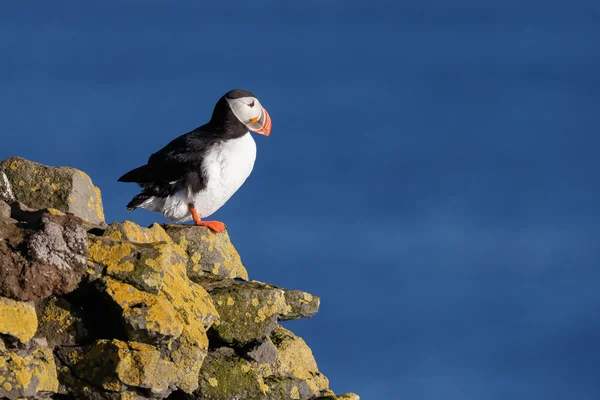 Puffin Farne 섬에 — 스톡 사진