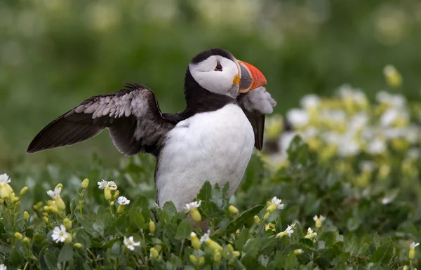 Puffin на Farne острови — стокове фото