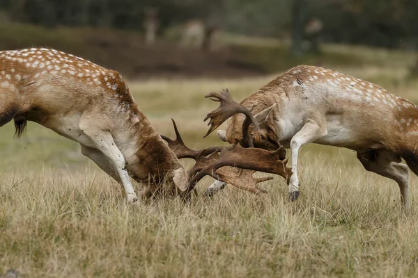 Fallow deer fighting — Φωτογραφία Αρχείου