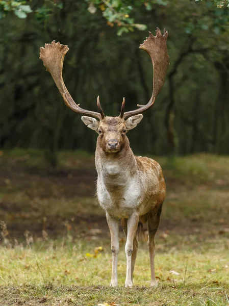 Κατά τη διάρκεια της rutting εποχής Δάμα/Πλατώνι — Φωτογραφία Αρχείου