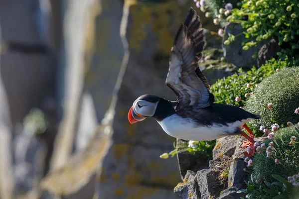 Puffin nas Ilhas Farne — Fotografia de Stock