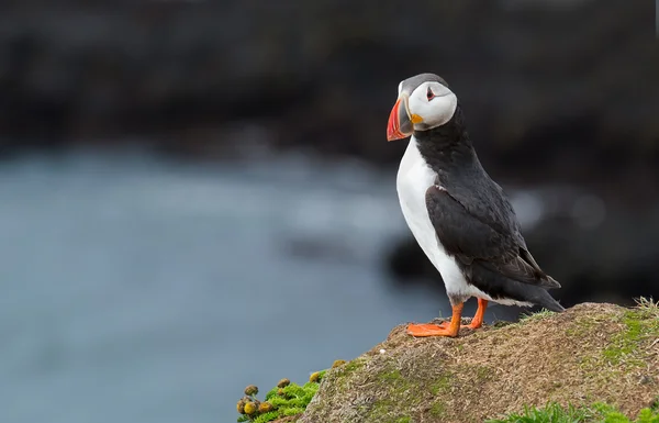 Puffin nas Ilhas Farne — Fotografia de Stock