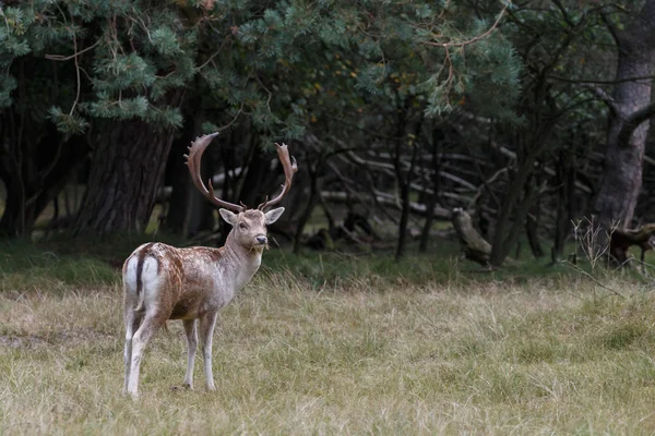 Rutting 시즌 동안 경작 사슴 — 스톡 사진