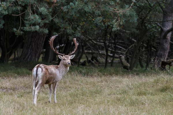 Veado raso durante a época de rutting — Fotografia de Stock