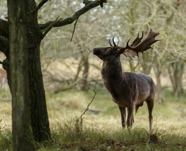 Rutting 시즌 동안 경작 사슴 — 스톡 사진