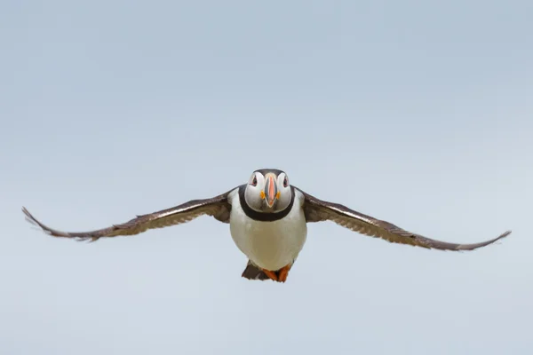Pássaro Puffin em voo — Fotografia de Stock