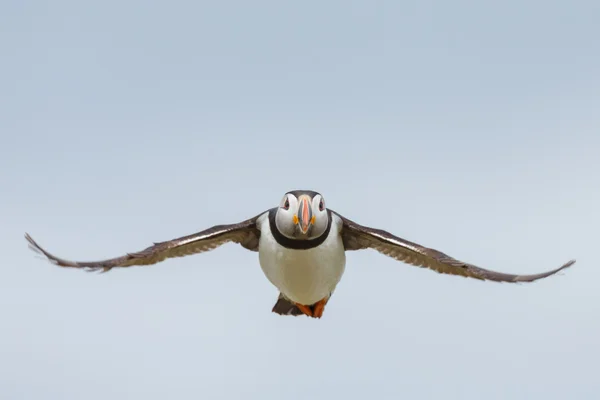 Puffin bird in flight — Stockfoto