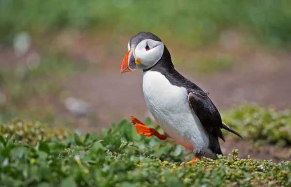 Puffin   at the Farne Islands — Stock fotografie