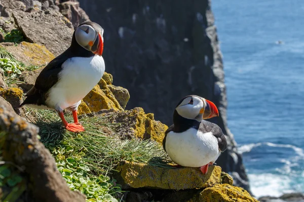 Latrabjarg에서 바위에 puffins — 스톡 사진