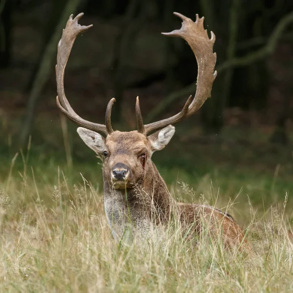 Rutting 시즌 동안 경작 사슴 — 스톡 사진