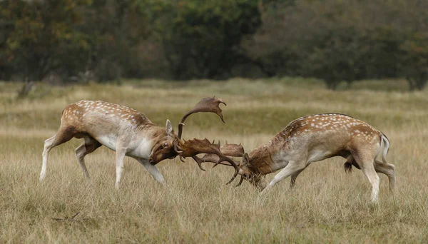 Fallow cervos lutando — Fotografia de Stock